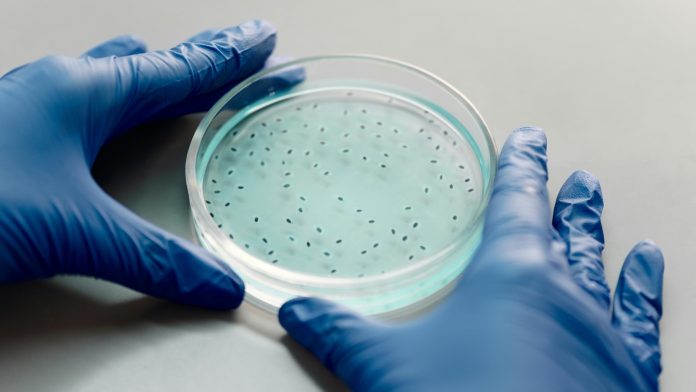 Comparação entre placas de Petri de plástico e de vidro para laboratório